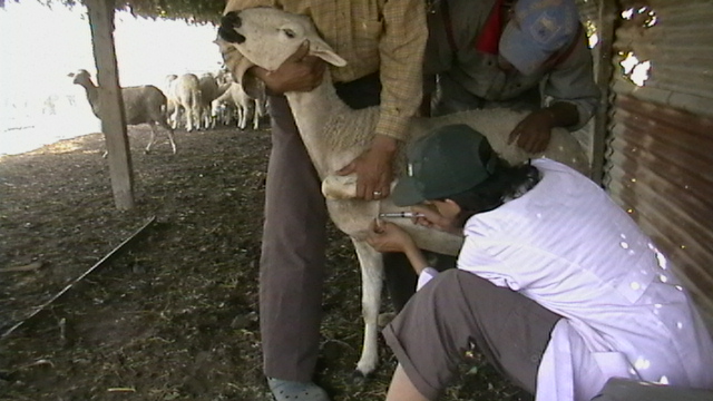 Sheep & goat vaccination schedule (PPR, FMD, HS, sheep pox, ET)