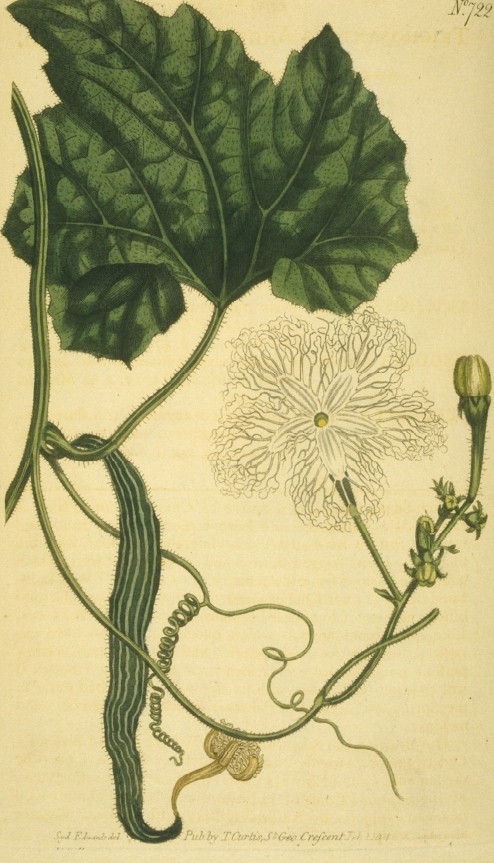 Snake gourd (Trichosanthes cucumerina)