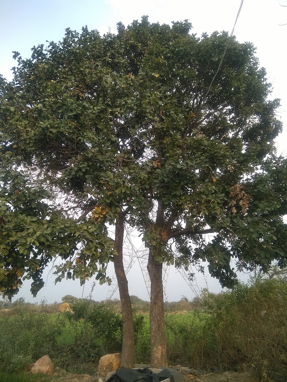 Soapnut (kunkudukaya, Sapindus)