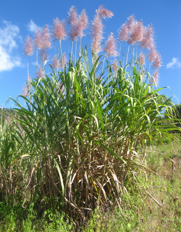 Sugarcane (Saccharum officinarum)