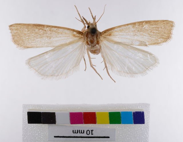 Sugarcane early shoot borer Chilo infuscatellus