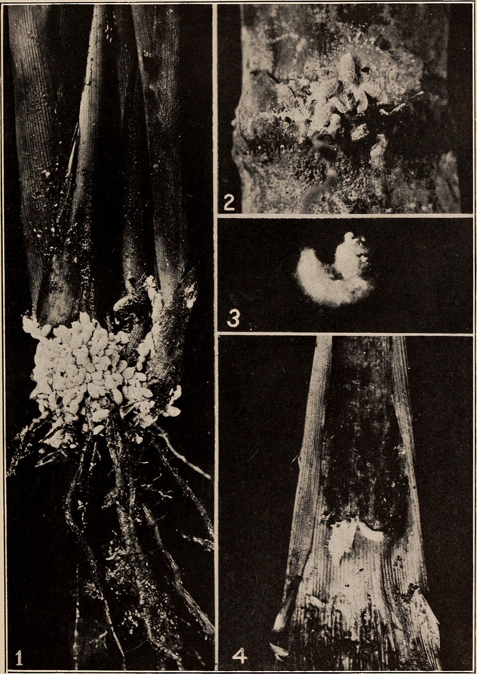 Sugarcane Mealy Bug (Saccharicoccus sacchari)