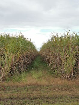 Ratoon Crop in Sugarcane