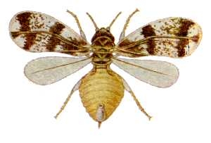 Sugarcane Whitefly (Aleurolobus barodensis)