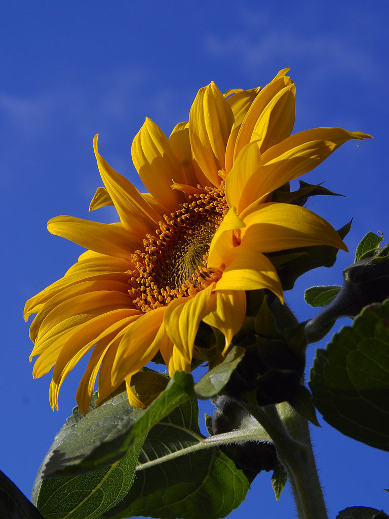Sunflower (Helianthus annuus)