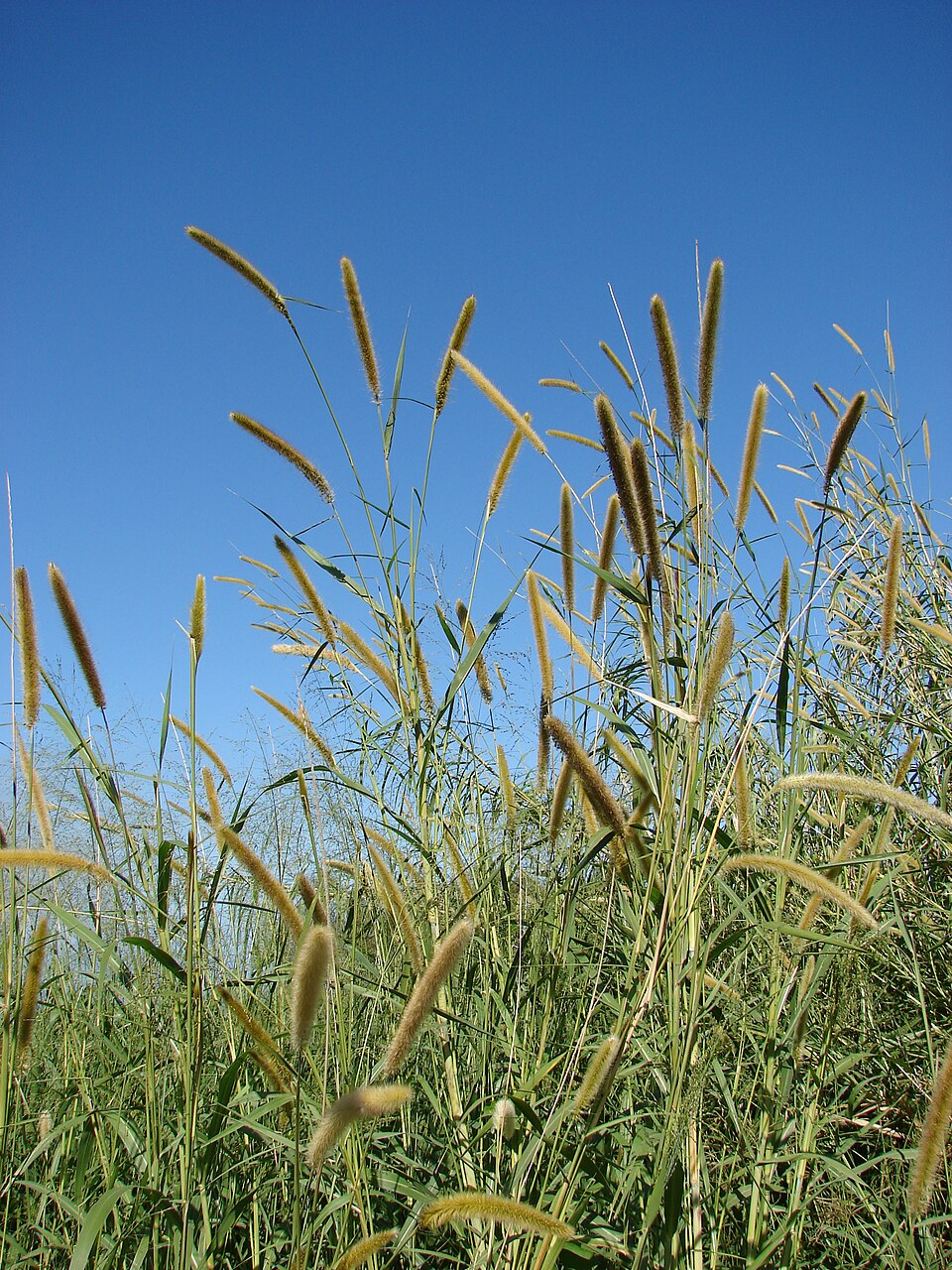 Super Napier (Pakchong) fodder
