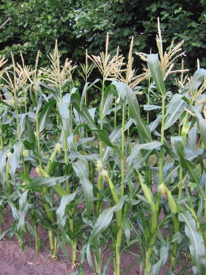 Sweet corn (Zea mays var. saccharata)