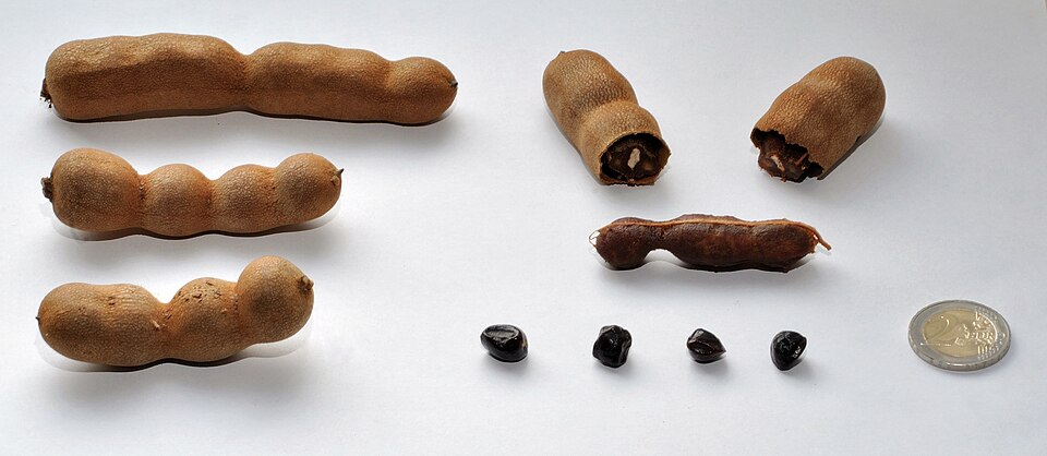 Tamarind orchard cultivation