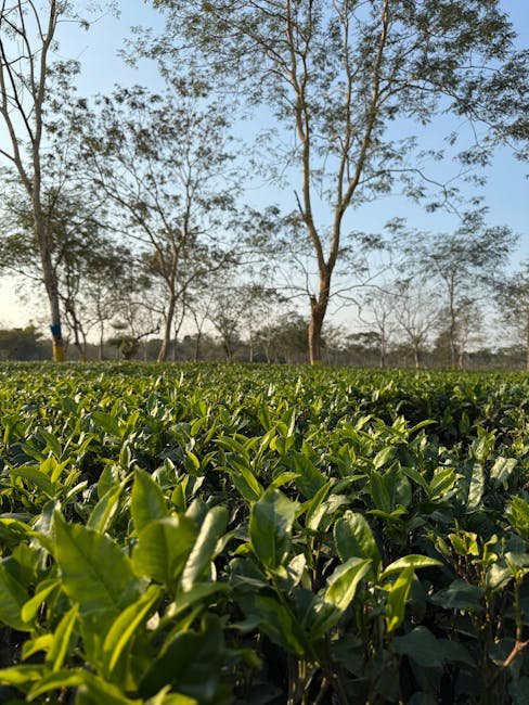 Assam orthodox second-flush tea (GI)