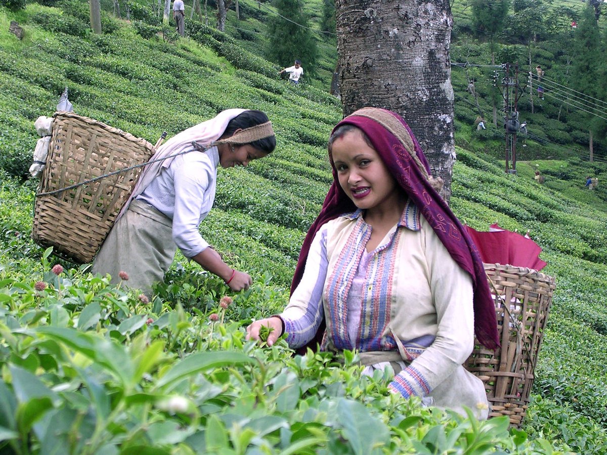 Darjeeling first flush tea (GI)