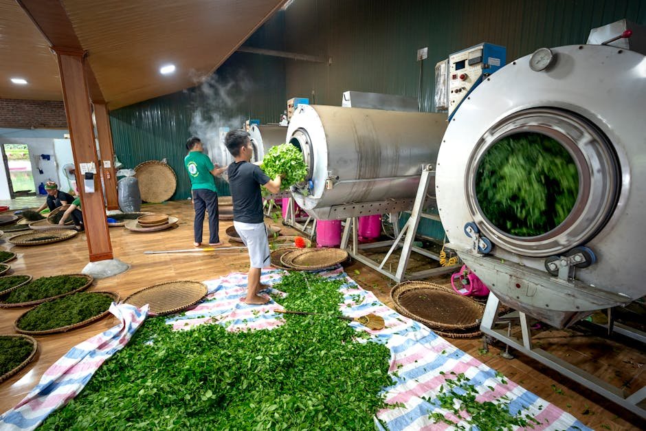Orthodox vs CTC tea processing
