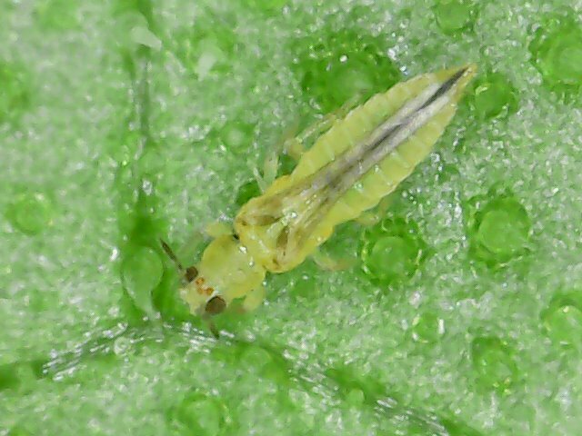Thrips in chilli (including black thrips Thrips parvispinus)