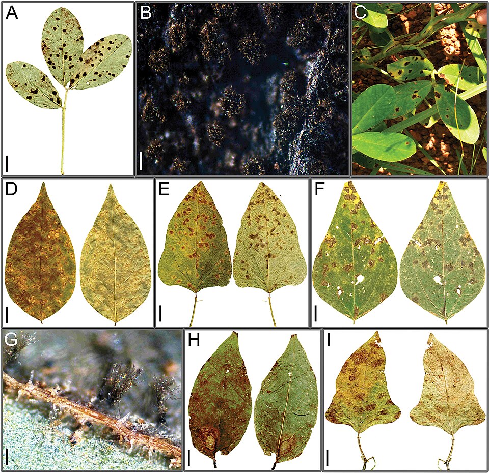 Tikka leaf spot in groundnut (Cercospora spp.)