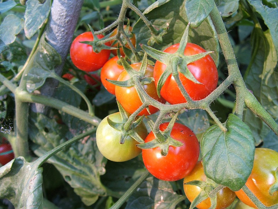 Tomato (Solanum lycopersicum)