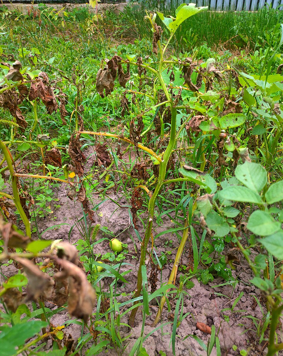 Early and late blight in tomato