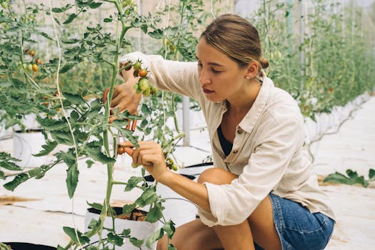 Tomato staking and pruning