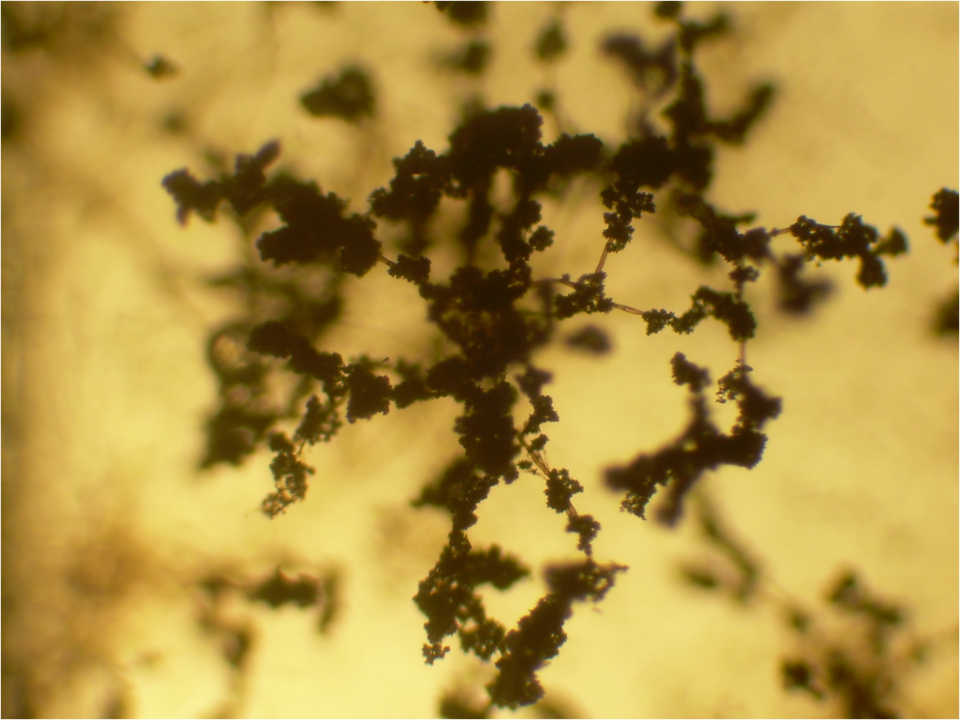 Trichoderma viride / harzianum
