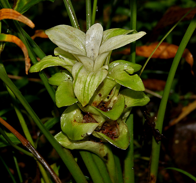 Turmeric (Curcuma longa)