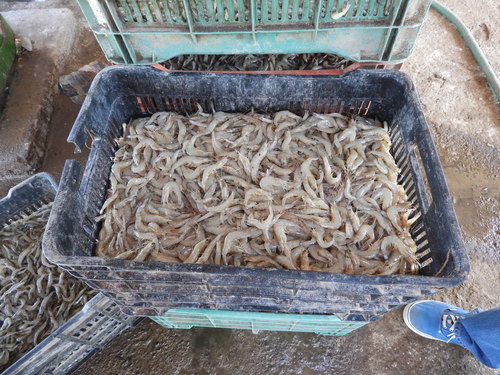 Vannamei (Litopenaeus vannamei) shrimp farming
