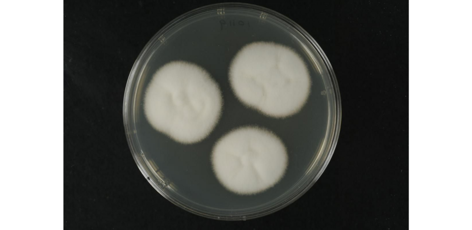 Verticillium lecanii (Lecanicillium)