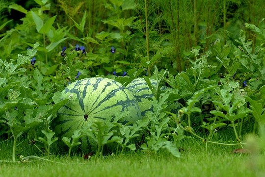 Watermelon (Citrullus lanatus)