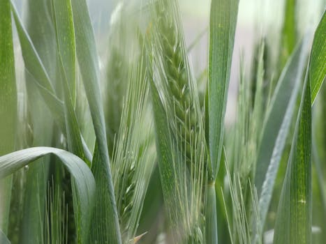 Wheatgrass Rooftop Farming