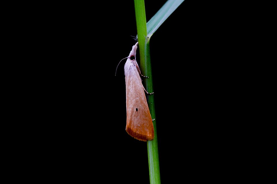 Yellow stem borer (Scirpophaga incertulas) in paddy