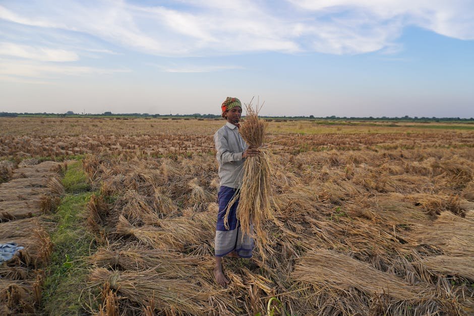 Crop Cutting Experiments CCEs for PMFBY